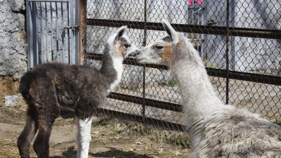 В Одеському зоопарку народилася лама В Одеському зоопарку народилася лама