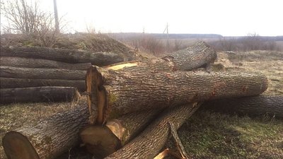 незаконна вирубка, тернопільщина, лісництво, підозра