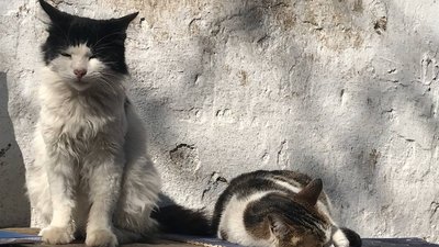 "Котиків шкода". На території Одеського жіночого монастиря облаштували притулок для тварин "Котиків шкода". На території Одеського жіночого монастиря облаштували притулок для тварин