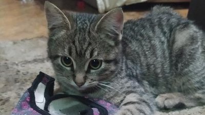 Кошеня, врятоване у харківському метро, знайшло свою домівку Кошеня, врятоване у харківському метро, знайшло свою домівку
