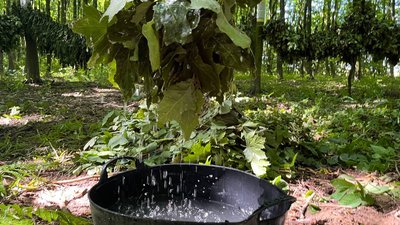 Ферментація кормових віників у сольовому розчині Ферментація кормових віників у сольовому розчині