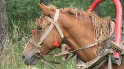 "Хочемо розвивати іпотерапію та привернути увагу до конярства" – на Сумщині відбулися кінні змагання "Хочемо розвивати іпотерапію та привернути увагу до конярства" – на Сумщині відбулися кінні змагання