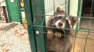 У спецшколі Житомира започаткували цикл уроків просто неба "Віконечко в природу" У спецшколі Житомира започаткували цикл уроків просто неба "Віконечко в природу"