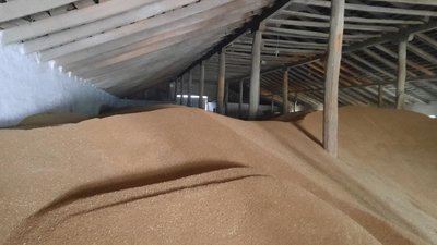 Урожайність ранніх зернових на Сумщині зменшилася на 10%. Чи вплине посуха на обсяги