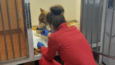Побиття хаскі на Одещині: медики розповіли про стан тварини Побиття хаскі на Одещині: медики розповіли про стан тварини