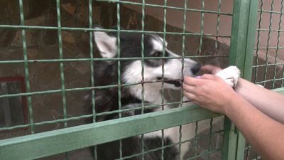 готель для тварин харків готель для тварин харків