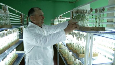 Вивезли 30 тонн картоплі: у Седневі росіяни пограбували підприємство, що займається селекцією