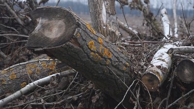 У лісгоспі на Вінниччині виявили незаконні вирубки дерев на 12 мільйонів гривень У лісгоспі на Вінниччині виявили незаконні вирубки дерев на 12 мільйонів гривень