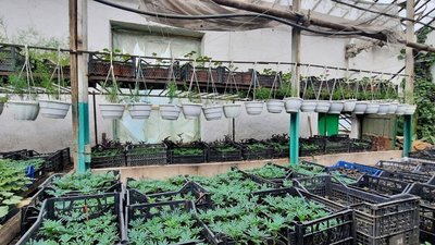 У Кропивницькому виростили 50 тисяч саджанців квітів, які висадять на клумбах міста