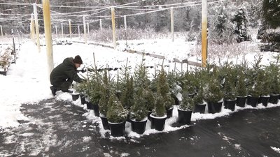 У лісових господарствах Житомирщини з 1 грудня стартує продаж новорічних дерев