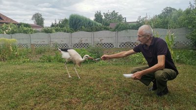 У Полтавській громаді місцевий житель врятував травмованого лелеку У Полтавській громаді місцевий житель врятував травмованого лелеку
