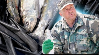 Вилкове, дунайка, дунайський оселедець