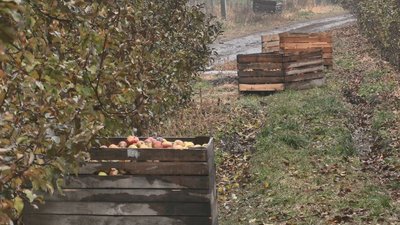 На Черкащині вирощують яблука у формі серця На Черкащині вирощують яблука у формі серця