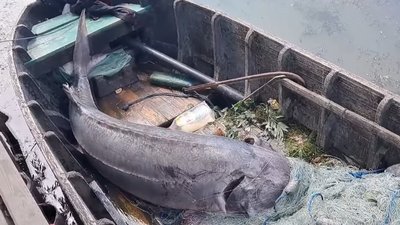 На Одещині прикордонники затримали чоловіка з 125-кілограмовою червонокнижною рибою На Одещині прикордонники затримали чоловіка з 125-кілограмовою червонокнижною рибою