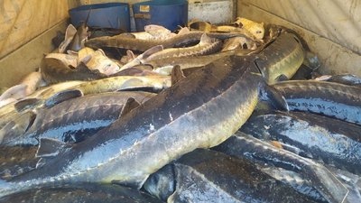 Масове вимирання червонокнижної риби на Вінниччині: відомі нові деталі Масове вимирання червонокнижної риби на Вінниччині: відомі нові деталі