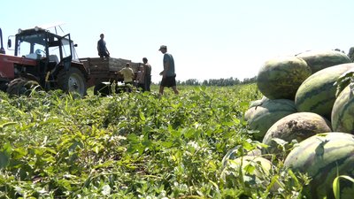 Вперше за 17 років: на Черкащині збирають врожай кавунів Вперше за 17 років: на Черкащині збирають врожай кавунів