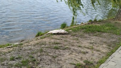 На міському озері Івано-Франківська продовжує гинути риба