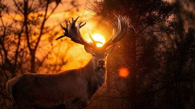 Олень Руні