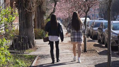 У Вінниці зацвіли перші сакури У Вінниці зацвіли перші сакури
