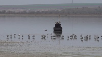 Вміст цинку та свинцю у воді Куяльницького лиману на Одещині перевищує норму у п’ять разів Вміст цинку та свинцю у воді Куяльницького лиману на Одещині перевищує норму у п’ять разів
