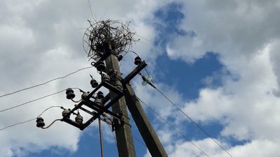 Лелеки пересіли на каркасні гнізда