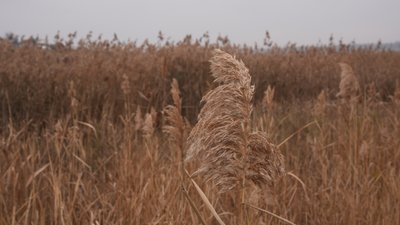 Малі річки Миколаївщини міліють: чому та куди вода зникає з русел Малі річки Миколаївщини міліють: чому та куди вода зникає з русел