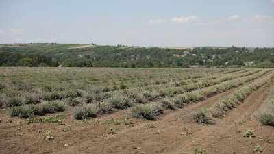 Площа лавандового поля у Білівцях – 16 гектарів