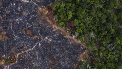 Тропічні ліси Бразилії Тропічні ліси Бразилії