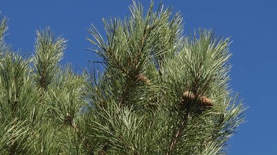 Від збору насіння до відновлення лісів: як і для чого заготовляють шишки на Миколаївщині Від збору насіння до відновлення лісів: як і для чого заготовляють шишки на Миколаївщині