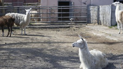 В Одеському зоопарку народилася лама В Одеському зоопарку народилася лама