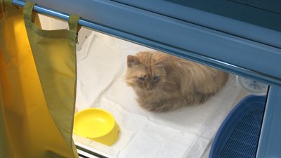 У Черкасах шукають кров котам У Черкасах шукають кров котам