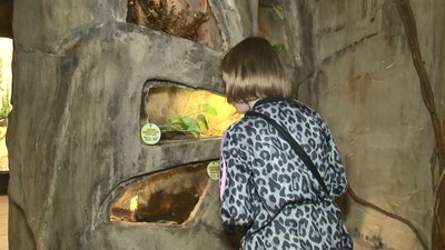 Звикають до нового дому: у черкаському зоопарку живуть тварини-"переселенці" Звикають до нового дому: у черкаському зоопарку живуть тварини-"переселенці"