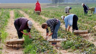 Сезонні працівники Сезонні працівники