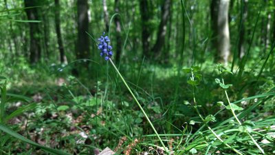 Цибулька гроноподібна, заказник, Дністер Цибулька гроноподібна, заказник, Дністер