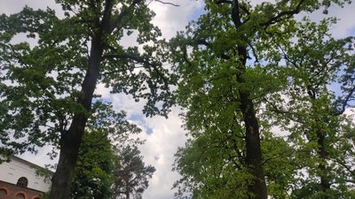 Понад 40 дерев планують зрізати на території Польського цвинтаря у Житомирі – чи вплине це на екосистему Понад 40 дерев планують зрізати на території Польського цвинтаря у Житомирі – чи вплине це на екосистему