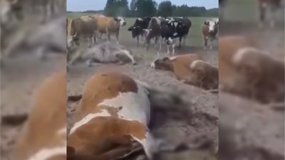 Загинули корови через обстріли Загинули корови через обстріли