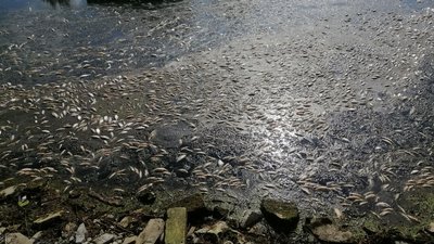 В Тернополі у водоймі загинула риба: що відомо В Тернополі у водоймі загинула риба: що відомо