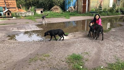 "Все робиться за свій рахунок": у Полтаві волонтери облаштовують пункт перетримки для тварин