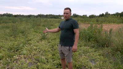 Ціни на кавуни