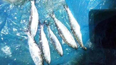 На Херсонщині за дві доби рибоохоронний патруль виявив 10 правопорушень На Херсонщині за дві доби рибоохоронний патруль виявив 10 правопорушень
