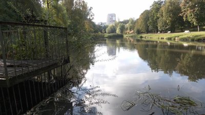 У хмельницькій водоймі зафіксували мор риби. Ймовірна причина — скидання нечистот У хмельницькій водоймі зафіксували мор риби. Ймовірна причина — скидання нечистот