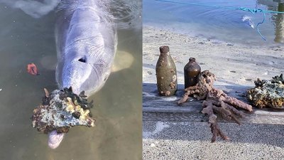 Через нестачу спілкування з людьми дельфіни почали приносити на узбережжя "подарунки"