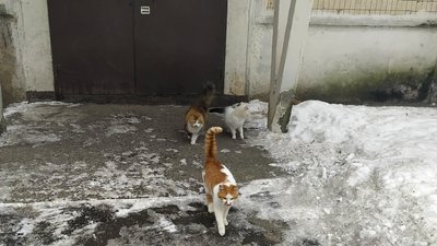 Не ламати будки для тварин — просять вінничан волонтери Не ламати будки для тварин — просять вінничан волонтери