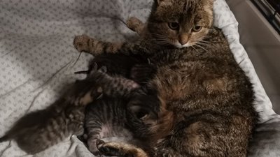Рятують з-під обстрілів і шукають домівки: у Сумах прийняли 37 тварин із Донеччини Рятують з-під обстрілів і шукають домівки: у Сумах прийняли 37 тварин із Донеччини