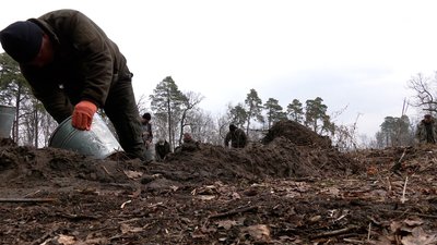 На Рівненщині почали садити ліс: які породи і площі запланували На Рівненщині почали садити ліс: які породи і площі запланували