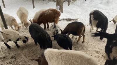 екопарк харків