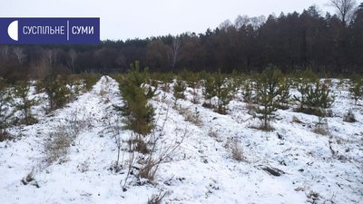 Лісівники Сумщини реалізували майже всі хвойні дерева, які зрубали до Нового року Лісівники Сумщини реалізували майже всі хвойні дерева, які зрубали до Нового року