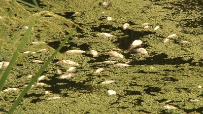 Сморід, чорна вода і мертва риба: екологічна проблема на Черкащині Сморід, чорна вода і мертва риба: екологічна проблема на Черкащині