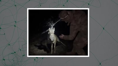 У Куп'янському районі врятували оленя, який заплутався в антидронових сітках
