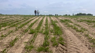 Поле агровиробника із Херсонщини Поле агровиробника із Херсонщини